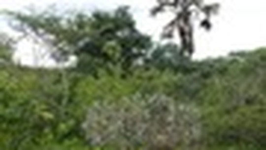 Embrapa lança página especial sobre Novo Código Florestal