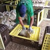 No fim de 2024, dez trabalhadores da JBS Aves em Arvorezinha (RS) foram resgatados - MPT-RS/Divulgação