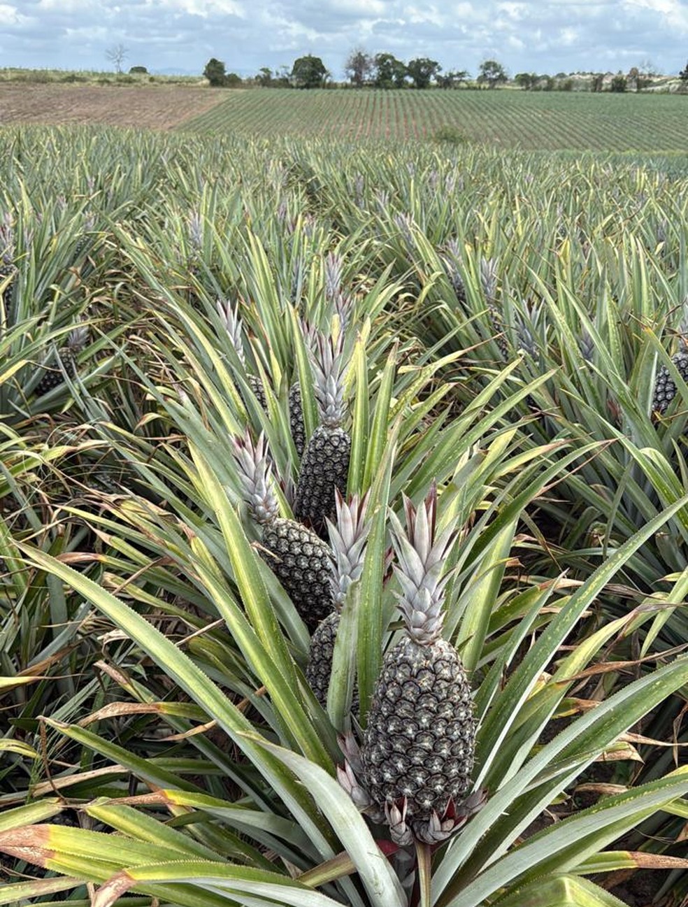 Na Zona da Mata, frutas contam com luminosidade durante todo o ano, o que garante um bom nível de doçura  — Foto: Arquivo pessoal