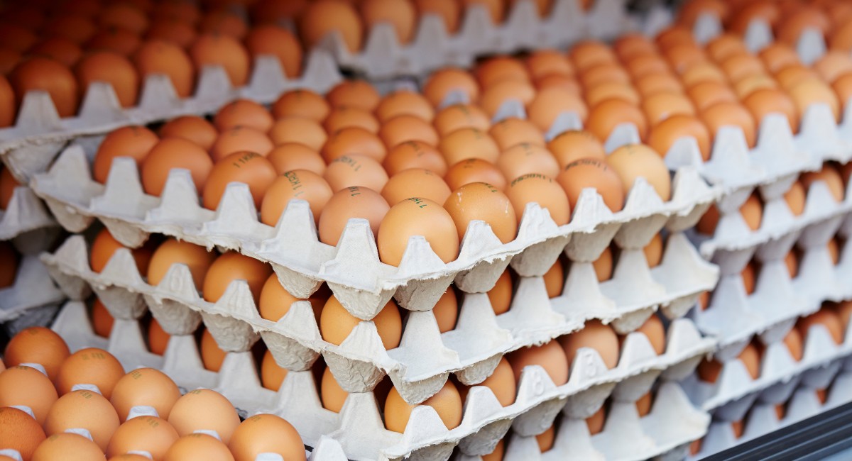 Brasil bateu recorde na exportação de ovos em 2025; ouça o comentário