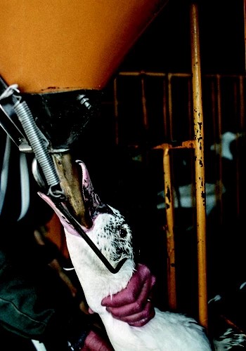 Engorda forçada de aves: entenda o que é o foie gras, que pode ser proibido no Brasil