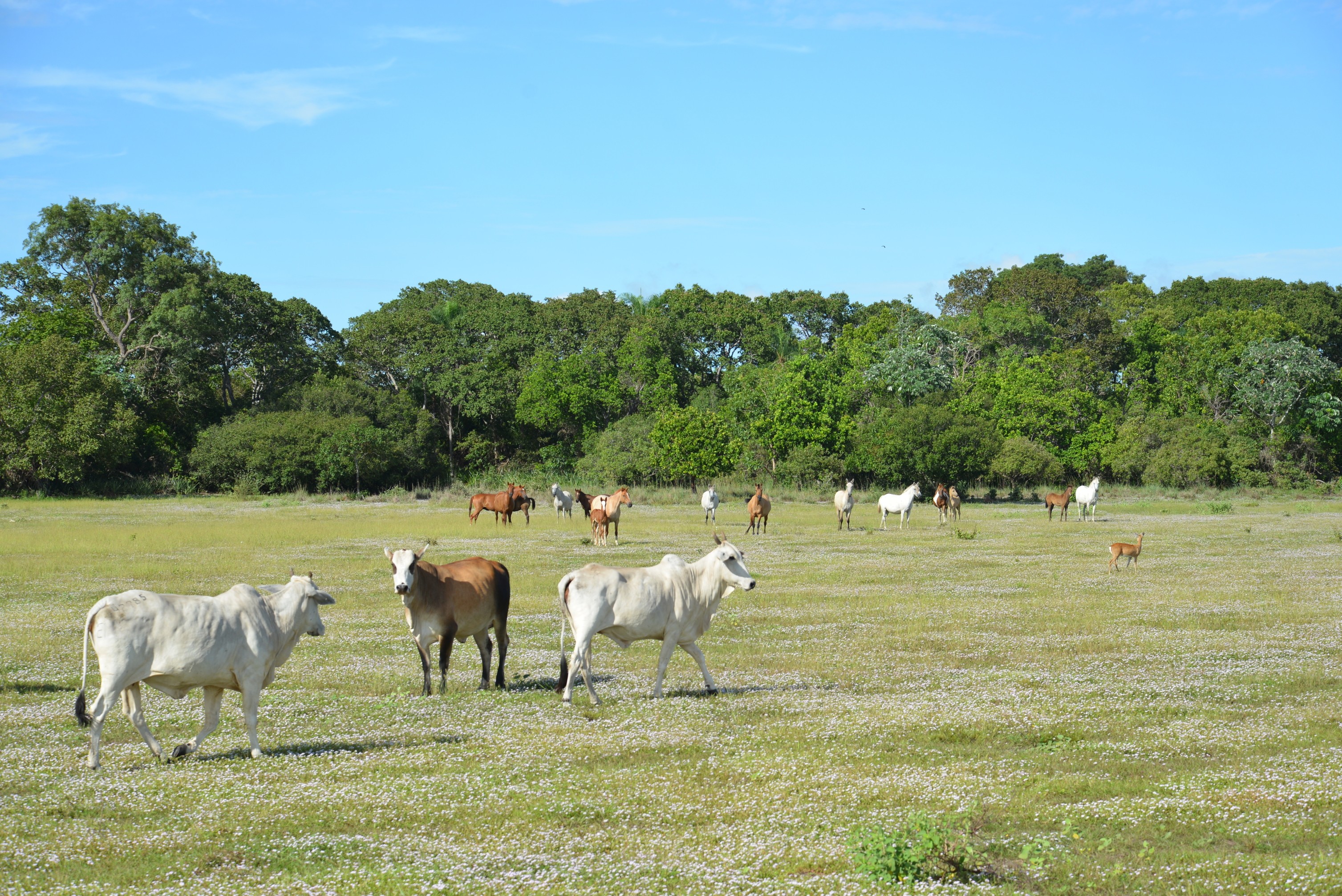 Cresce a produção de carne orgânica no Pantanal; ouça o comentário