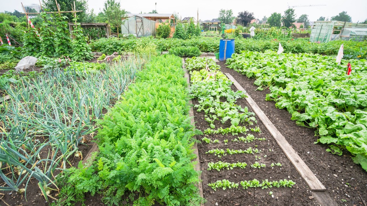 O que plantar em agosto? Veja dez hortaliças para a sua horta