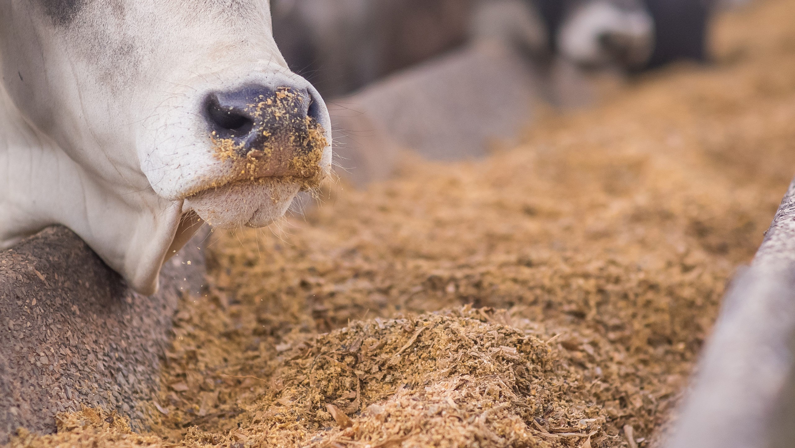 China abre cinco novos mercados para produtos do agro brasileiro