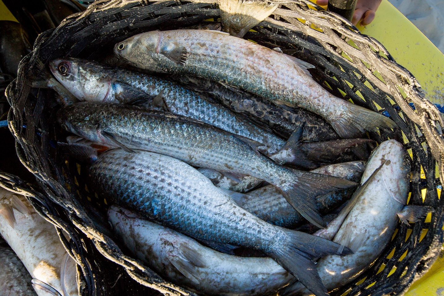 Governo proíbe a pesca da tainha com arrasto de praia