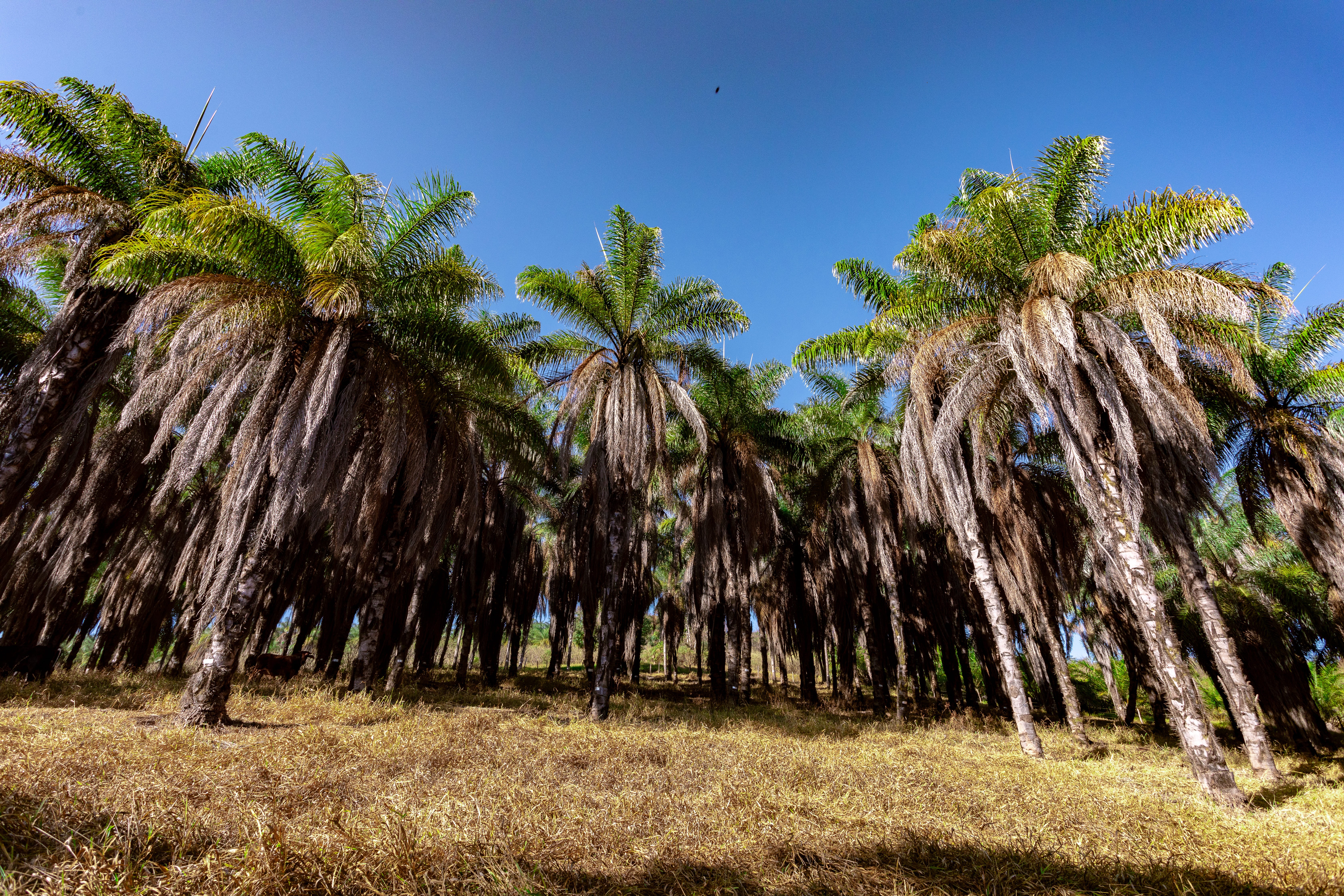 Acelen Renováveis inicia implantação de biorrefinaria de US$ 1,5 bi na Bahia
