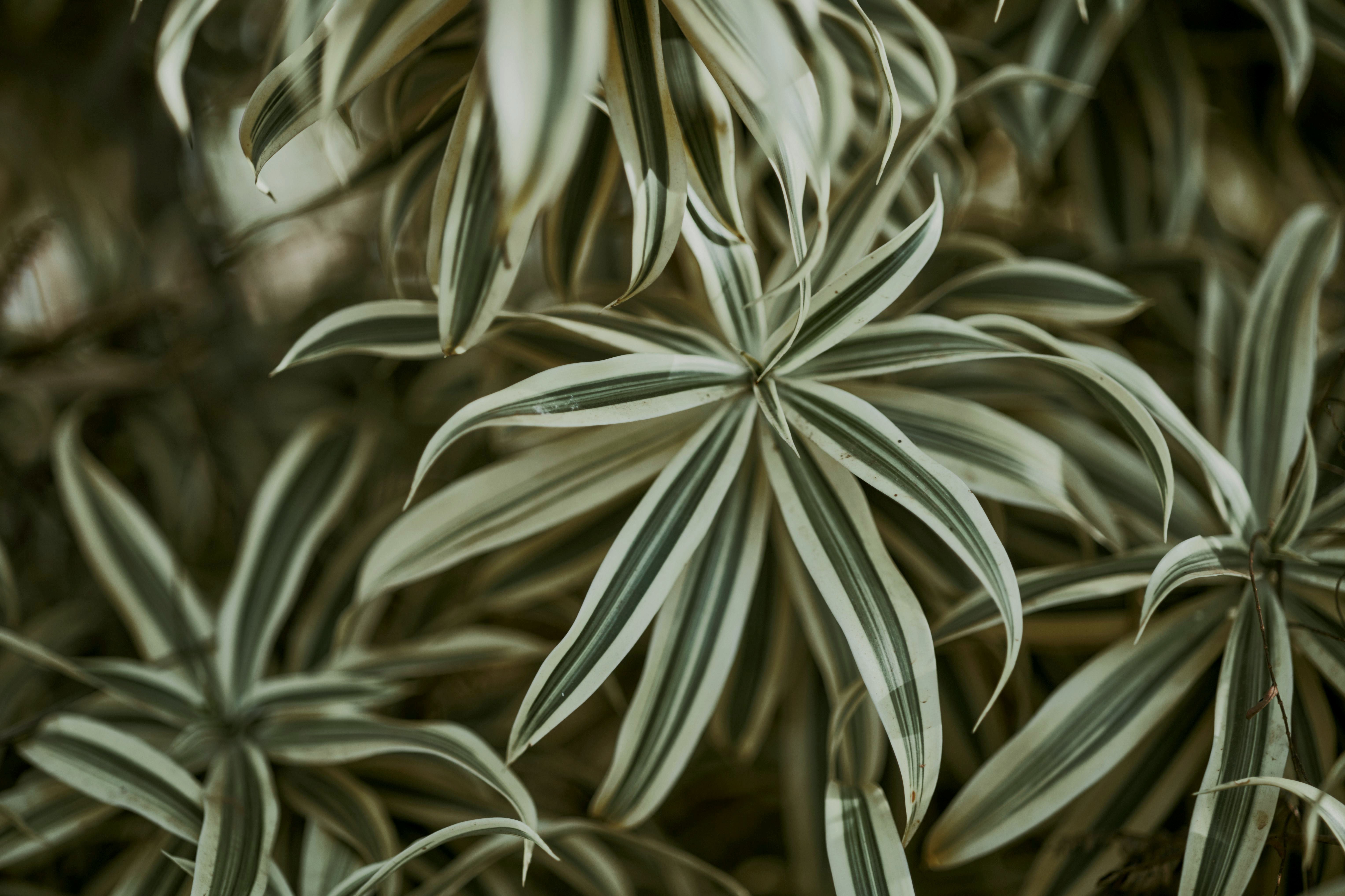 Versátil e popular: saiba como plantar dracena