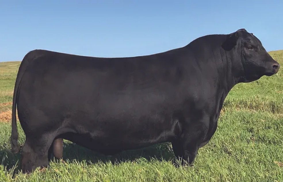 O touro da raça Angus SAV America 8018 foi vendido em leilão nos EUA — Foto: Herbster Angus Farms/Divulgação