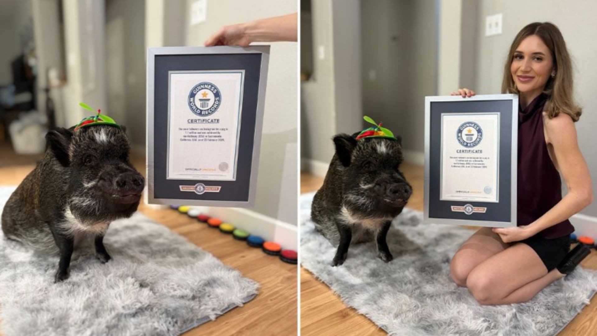 Conheça o porco que 'fala' com 1 milhão de seguidores e está no Guinness