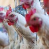 Comércio estava suspenso devido à gripe aviária - Canva/Creative Commons