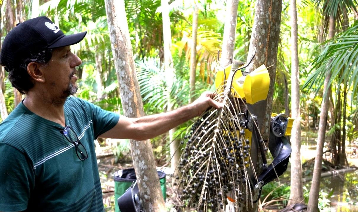 Robô que colhe açaí multiplica por quatro a renda de coletores na Amazônia