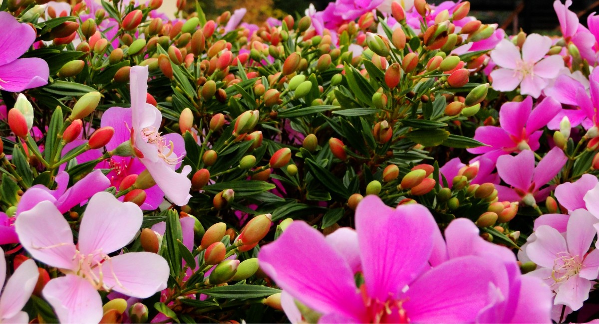 Como criar um jardim que floresce o ano todo?