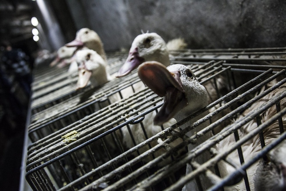 Animais ficam presos em gaiolas, o que impede comportamento natural — Foto: Animal Equality / Divulgação