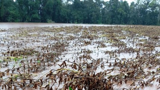 Produtores de soja devem abandonar lavouras no Rio Grande do Sul