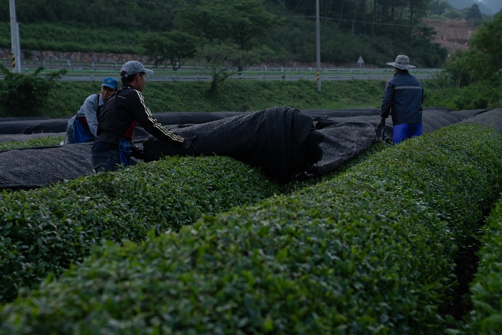 As folhas de matcha são cobertas por cerca de 20 dias antes da colheita para aumentar o teor de clorofila e aminoácidos — Foto: Namu Matcha / Alvaro Domínguez