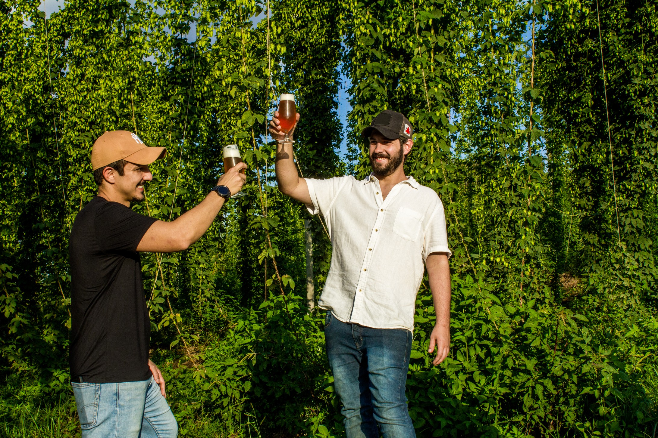 ‘Alma da cerveja’: lúpulo atrai mais produtores no Brasil