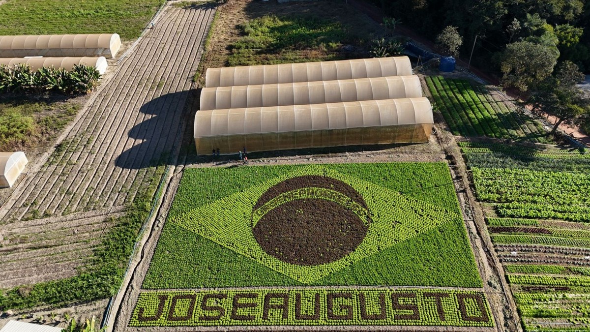 Em clima de Copa, agricultor desenha bandeira gigante do Brasil em plantação