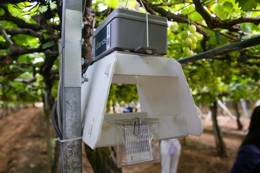 Armadilha da Tarvos com inteligência artificial já foi instalada em mais de 5 mil hectares do Vale do São Francisco