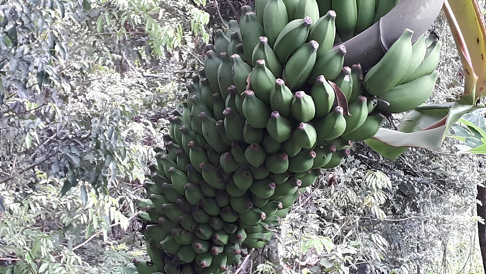 Cachos da bananeira podem ser desgastados? Aprenda cuidados