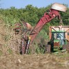 No Nordeste, produtores de cana buscam uma subvenção - José Roberto Miranda/Embrapa