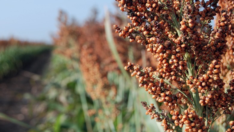 China habilita estabelecimentos para exportar sorgo e DDG