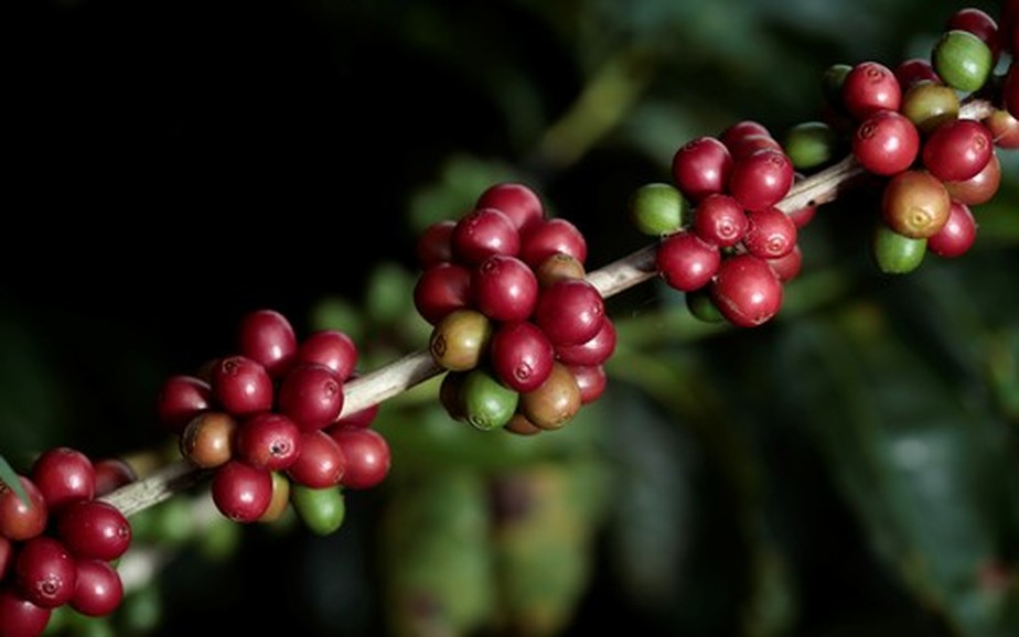 Incertezas quanto a oferta global ainda pesam nos preços do café na bolsa de Nova York