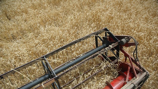 Entidades solicitam ao governo leilões de trigo para garantia de preço mínimo