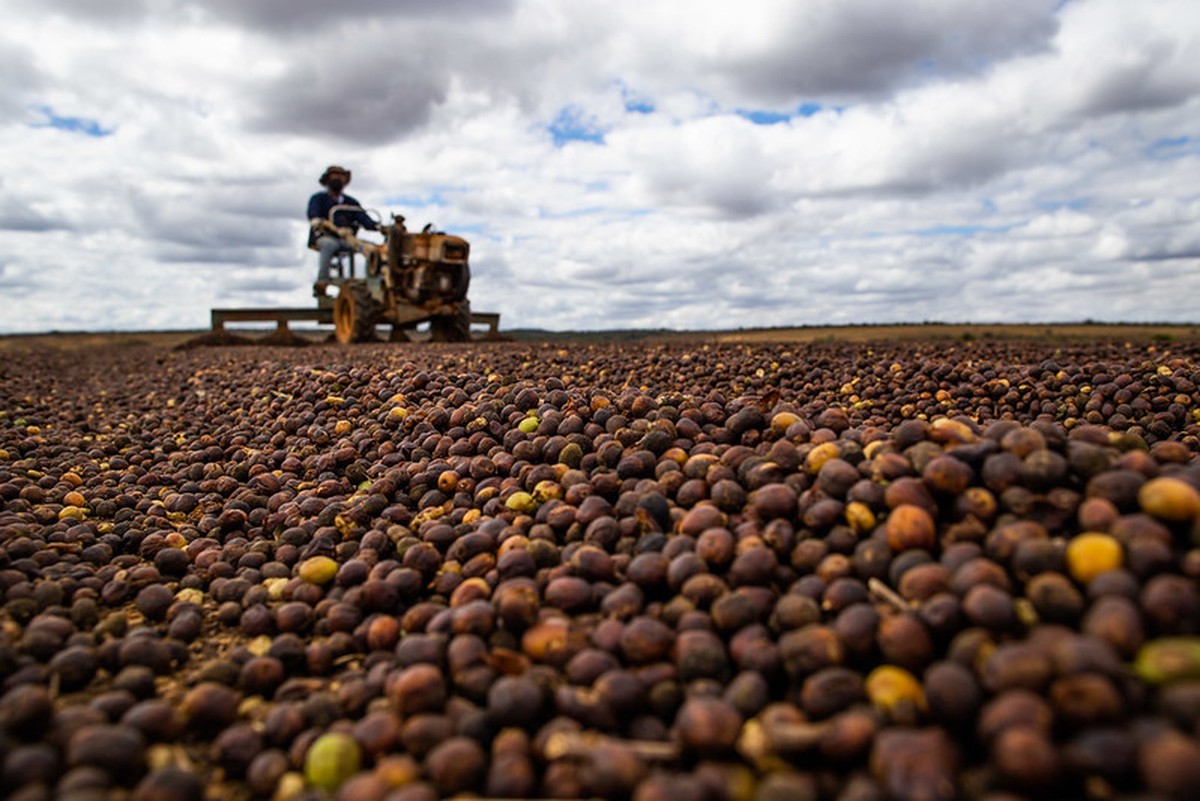 Chuvas comprometem colheita do café arábica nas regiões produtoras