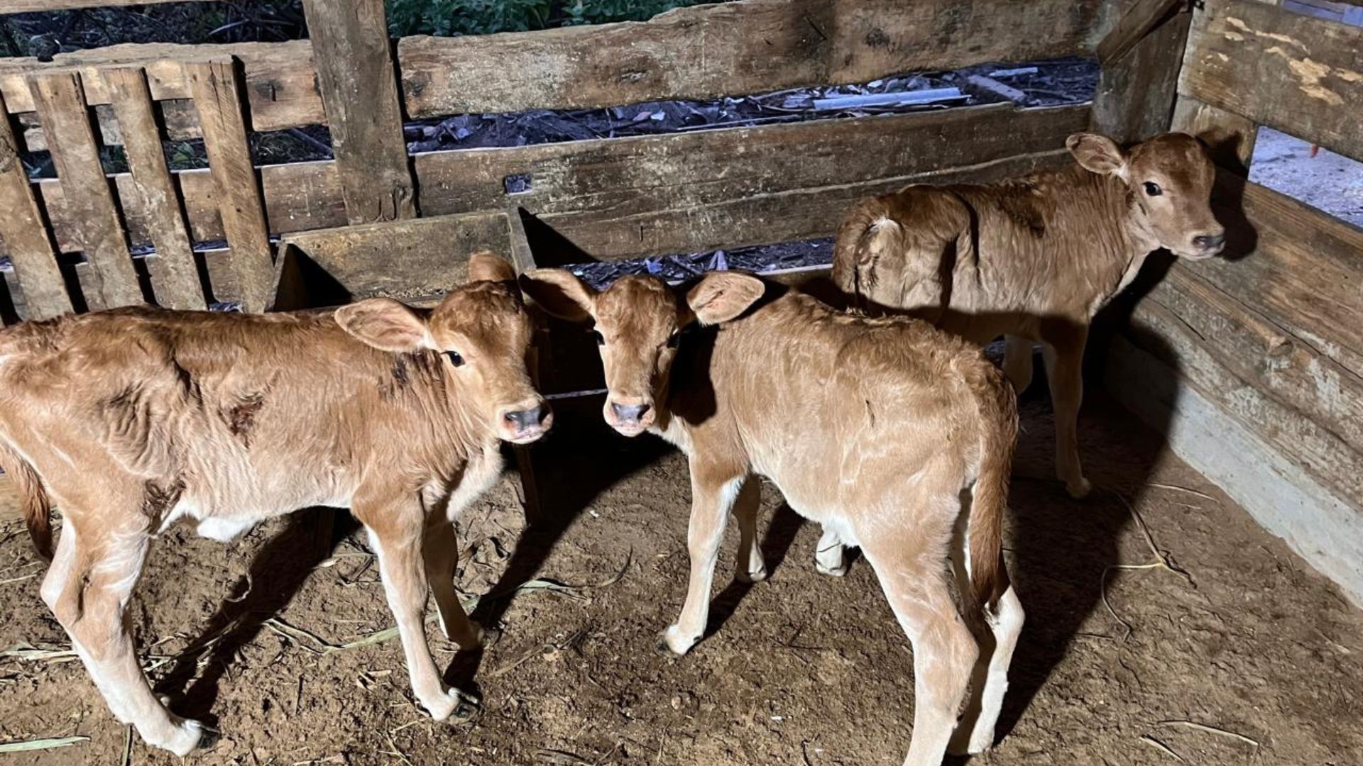 Em parto raríssimo, vaca dá à luz trigêmeas e surpreende família no RS