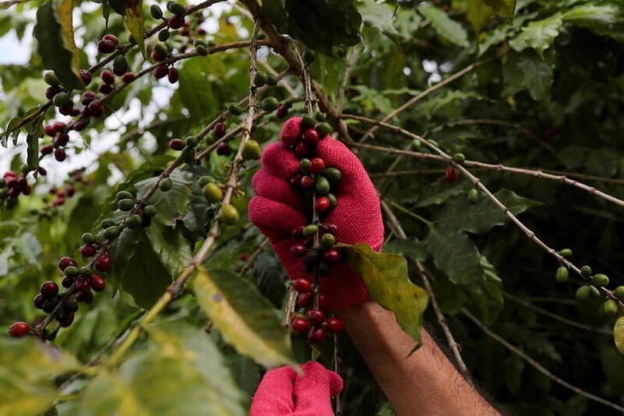 Clima favorável à colheita de café no Brasil é um fator de pressão aos preços do café em Nova York