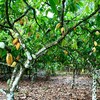 El Niño é outro ponto de atenção do mercado do cacau e pode afetar a produtividade da safra 2026/27 - Adriano Venturieri/Embrapa Amazônia Oriental