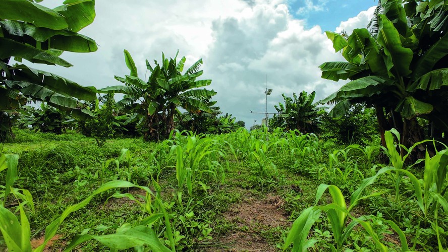 Instituições financeiras que integram o Sistema Nacional de Fomento emprestaram mais de R$ 55 bilhões à agricultutra familiar