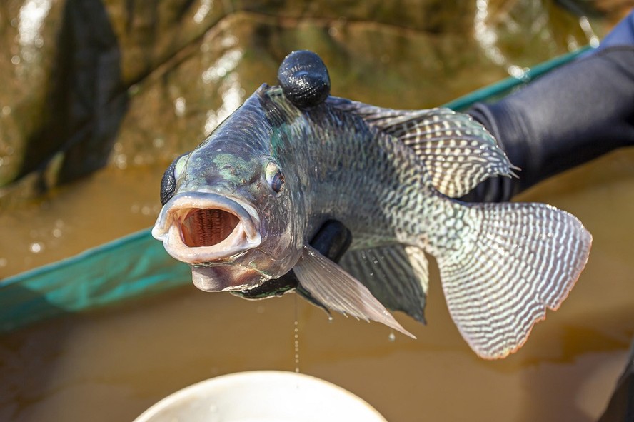 Preços da tilápia sobem com redução da oferta de peixes
