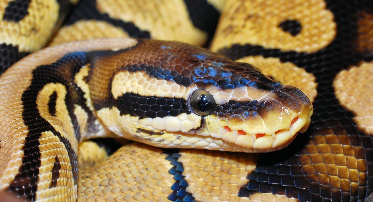 Carne de cobra será 'proteína do futuro', defende estudo. Você comeria?