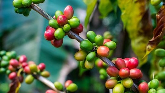 Se chover, vai ter mais café brasileiro no mercado global