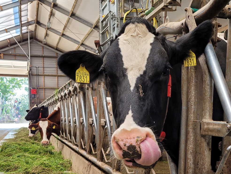 Vacas são monitoradas por um colar que identifica diferentes aspectos sanitários  — Foto: Denise Saueressig