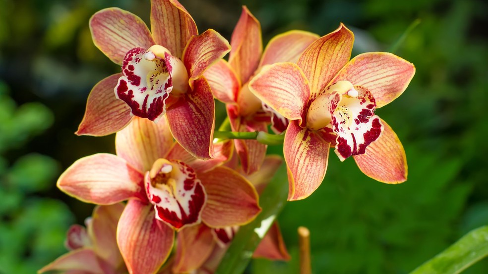 Orquídea cymbidium — Foto: Canva / Creative Commoms