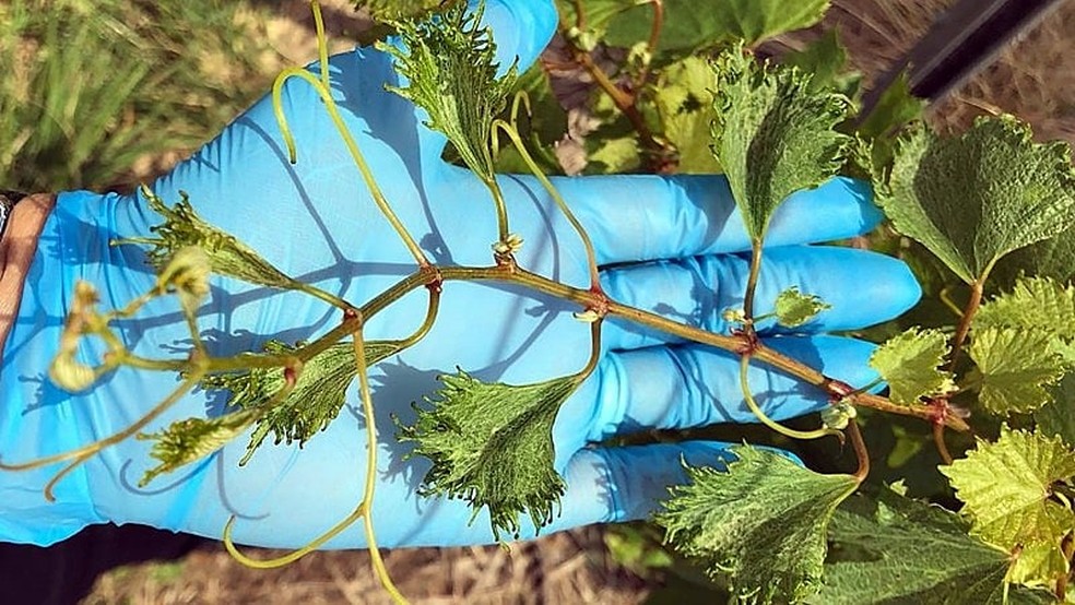 Videira afetada por deriva de herbicida — Foto: Consevitis-RS/Divulgação