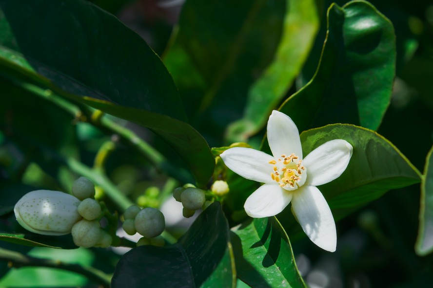 Clima coloca o recém-iniciado período de floração das laranjeiras em uma situação de risco