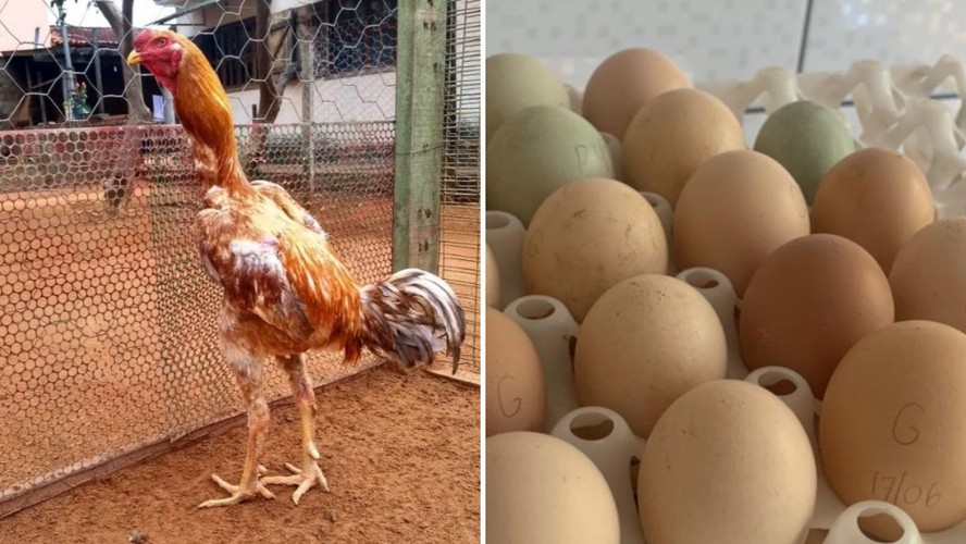 Ovos de galinha Índia Gigante tem alto valor agregado