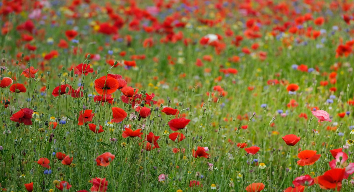 Flores vermelhas atraem mais aves? Estudo explica o motivo