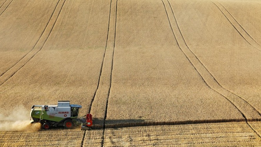 Colheita em campo de trigo na região de Stavropol, Rússia