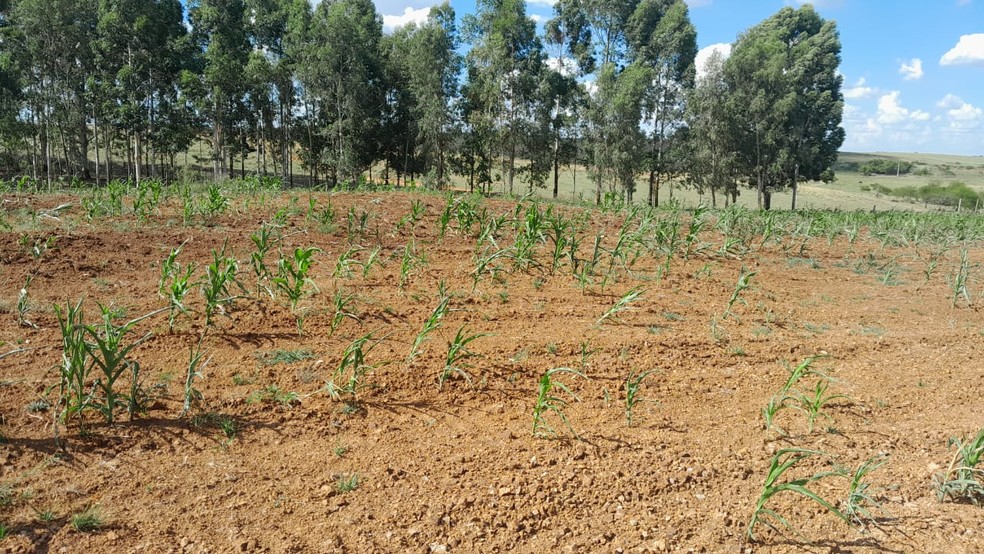 Com a estiagem, produtor perdeu dois hectares de milho que havia plantado para silagem de gado de corte — Foto: Rogério Martins/Arquivo pessoal