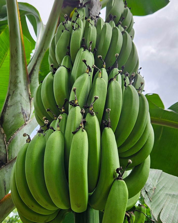 Variedade de banana mais produtiva será lançada no Espírito Santo