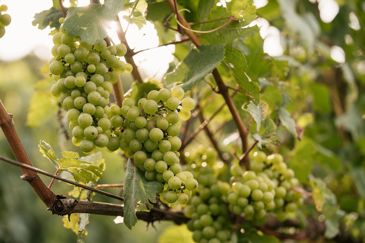 Deriva de herbicidas causou prejuízos de R$ 210 milhões à vitivinicultura gaúcha em sete anos