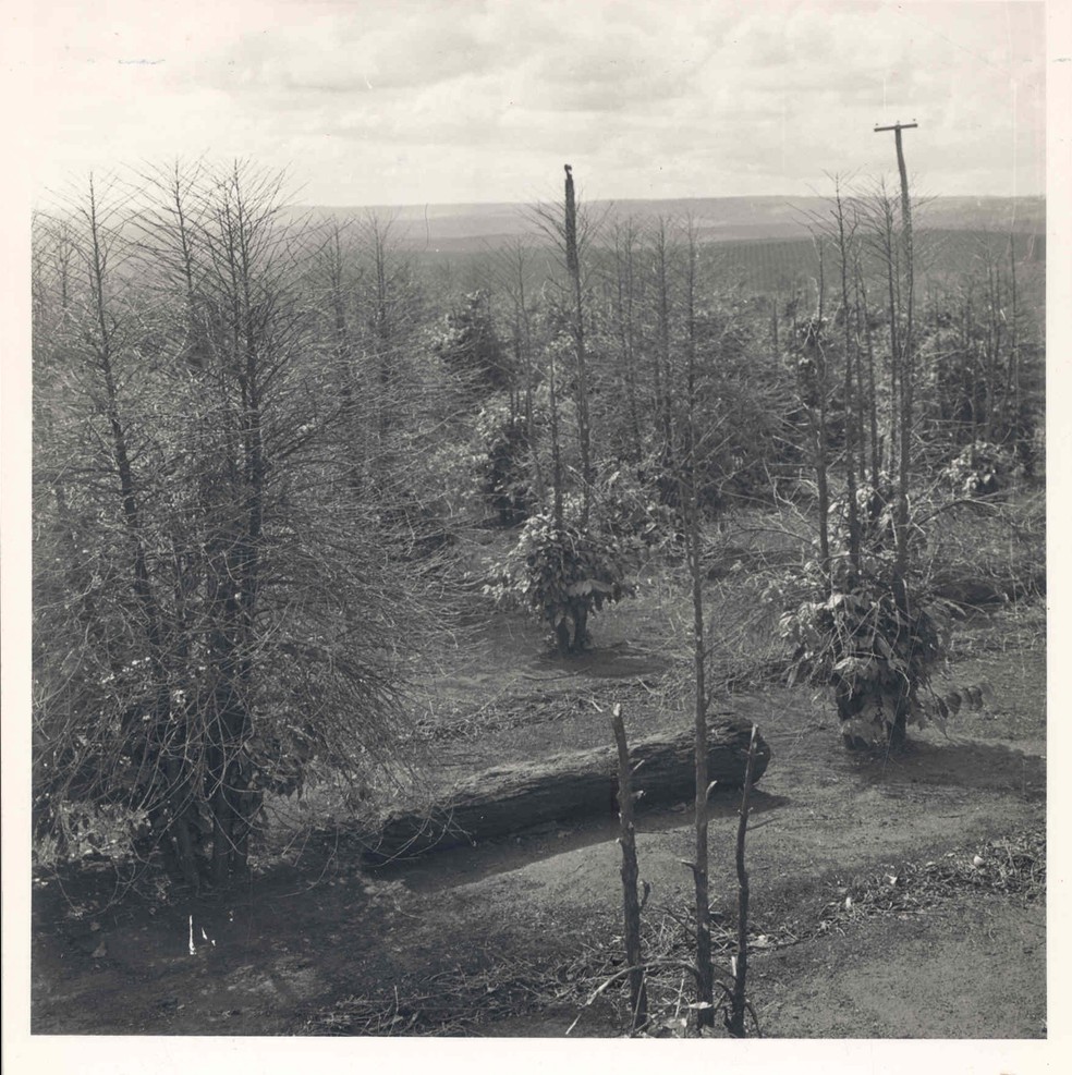 Queimados pela geada, os pés de café ficaram pretos — Foto: Acervo do Museu Histórico de Londrina Padre Carlos Weiss