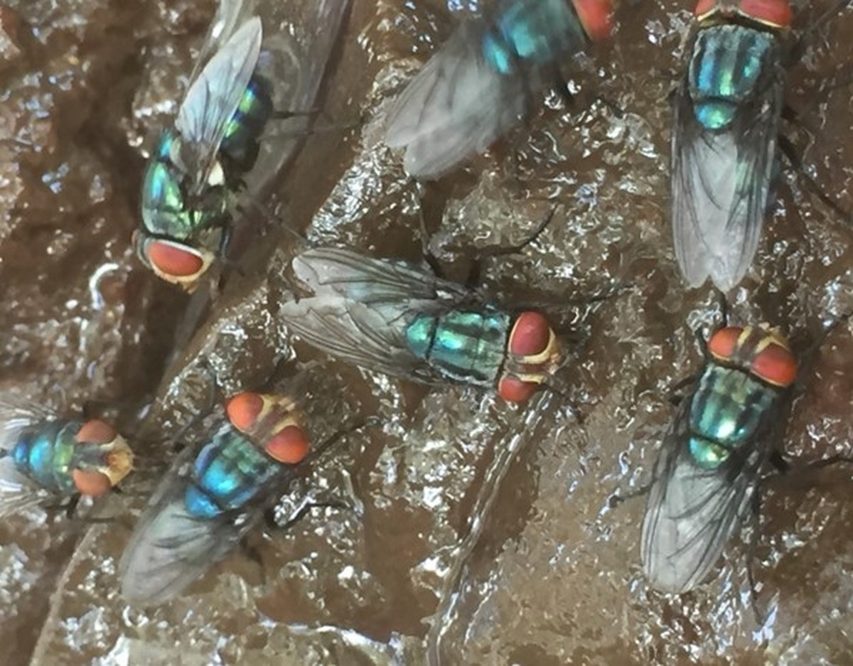 EUA confirmam segundo caso de praga na pecuária do Texas