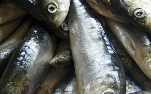Indústria do pescado pede ao governo para manter taxa de importação da sardinha enlatada