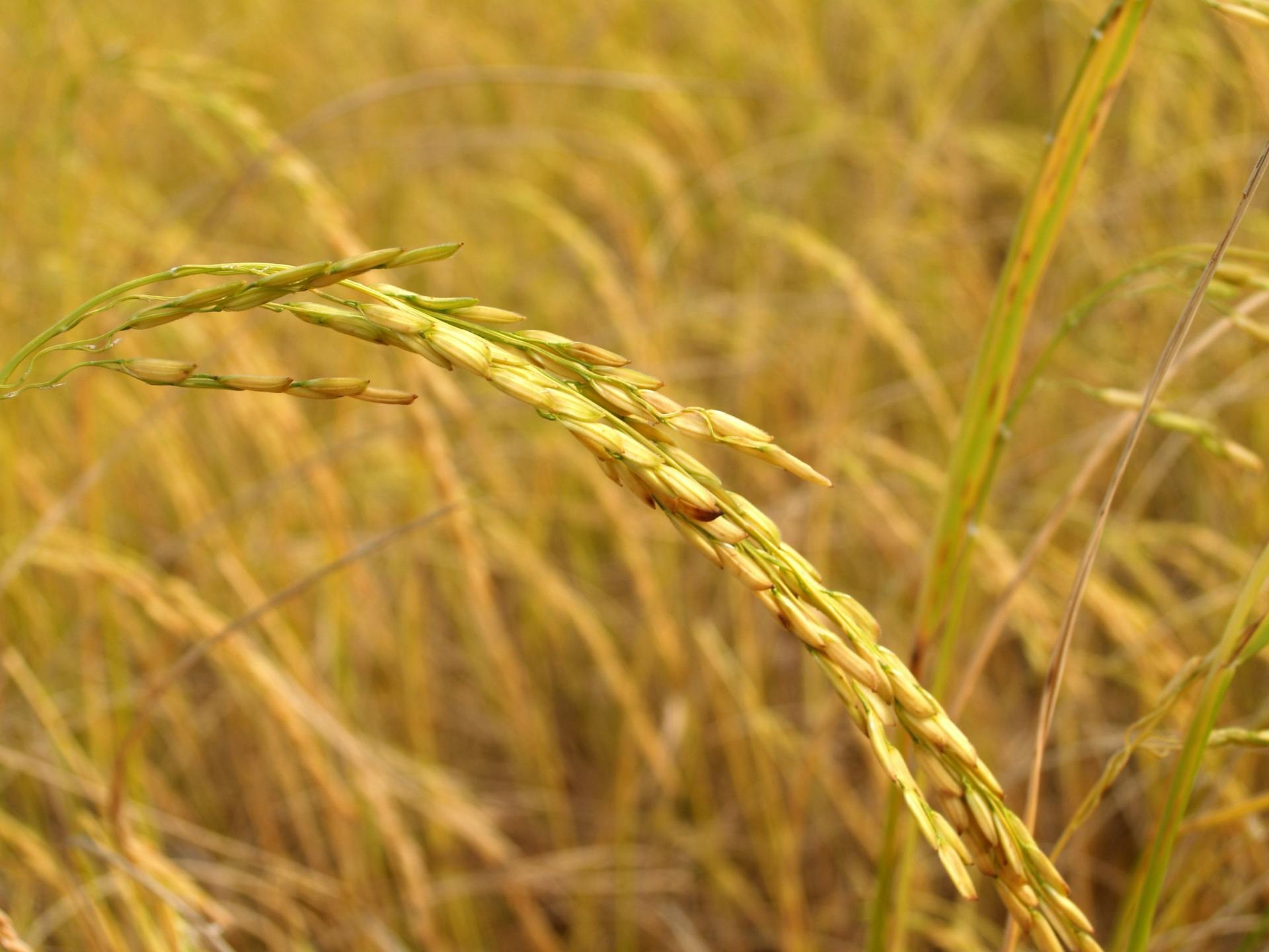 Por que o governo resolveu elevar o preço mínimo do arroz?