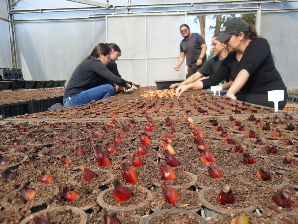 Projeto restaura 562 hectares no coração da Mata Atlântica catarinense